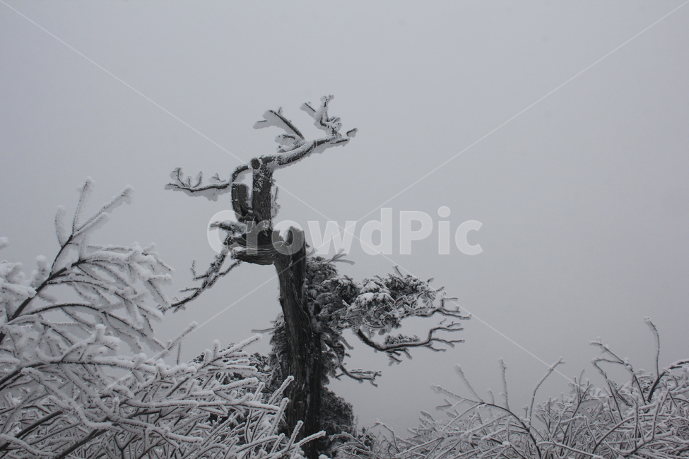 산,설경,풍경,겨울,나무,겨울,계절,winter,season,식물,자연,plants,nature,나무,trees,wood