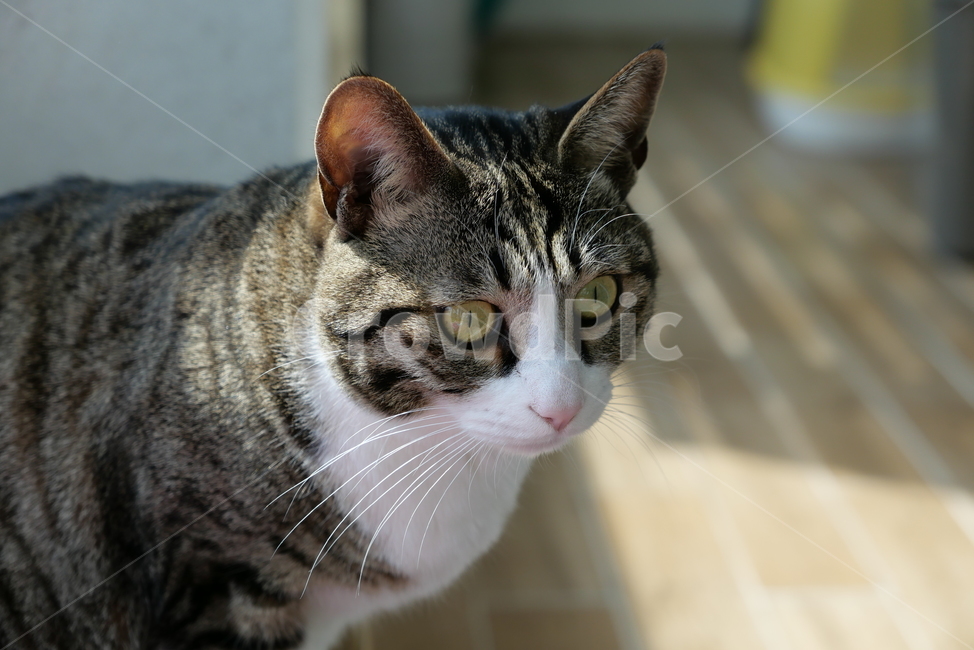 고양이,코숏,길고양이,동물,반려묘,반려동물,cat,kitten,animal,동물,animal,포유류,mammal,고양이,cat,kitten,kitty
