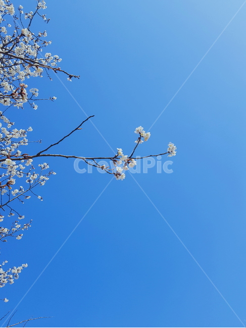 벚꽃,하늘,청량,봄,푸른하늘,풍경,꽃,파란색,cherryblossom,sky,spring,blue,flower,refreshing,landscape
