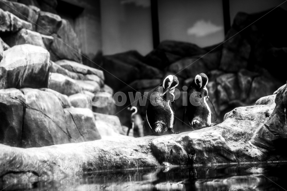 펭귄,흑백,커플,picture,돌,couple,물