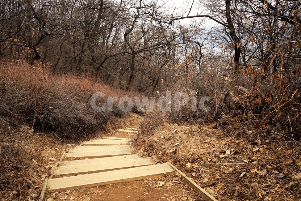 산행,식물,자연,초봄,계절,풍경,landscape,nature,나무,낙엽,나무가지,trees,desolation,solitary,fallenleaves,brown,branches,작은길,숲길,산책길,낙옆,겨울산,trail,forest,자연,풍경,nature,landscape,ground,바닥