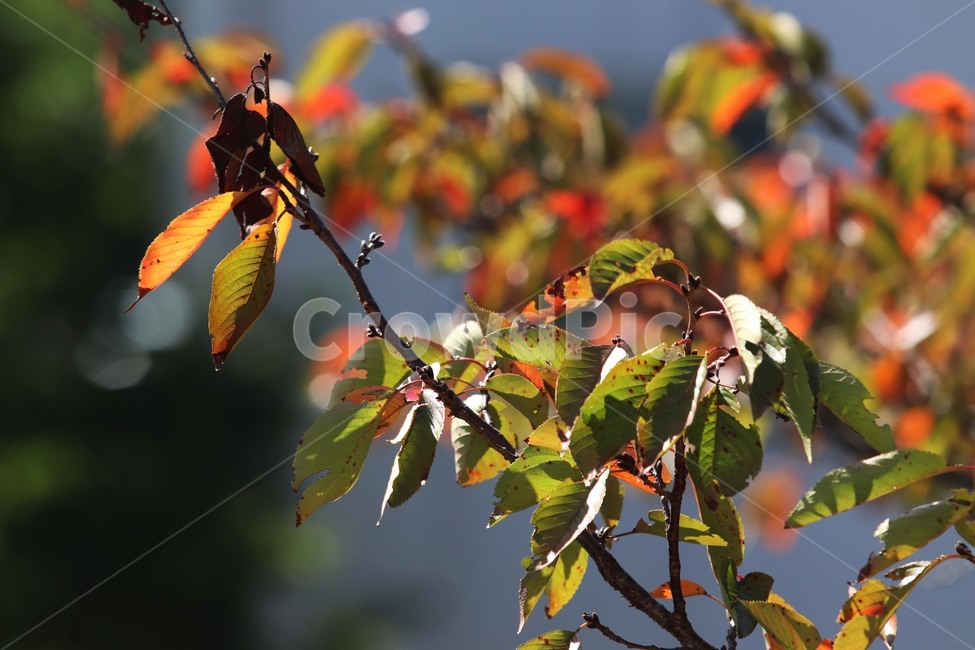 leaf,잎,plant,식물,가을,가을,계절,fall,autumn,season,veins,정맥