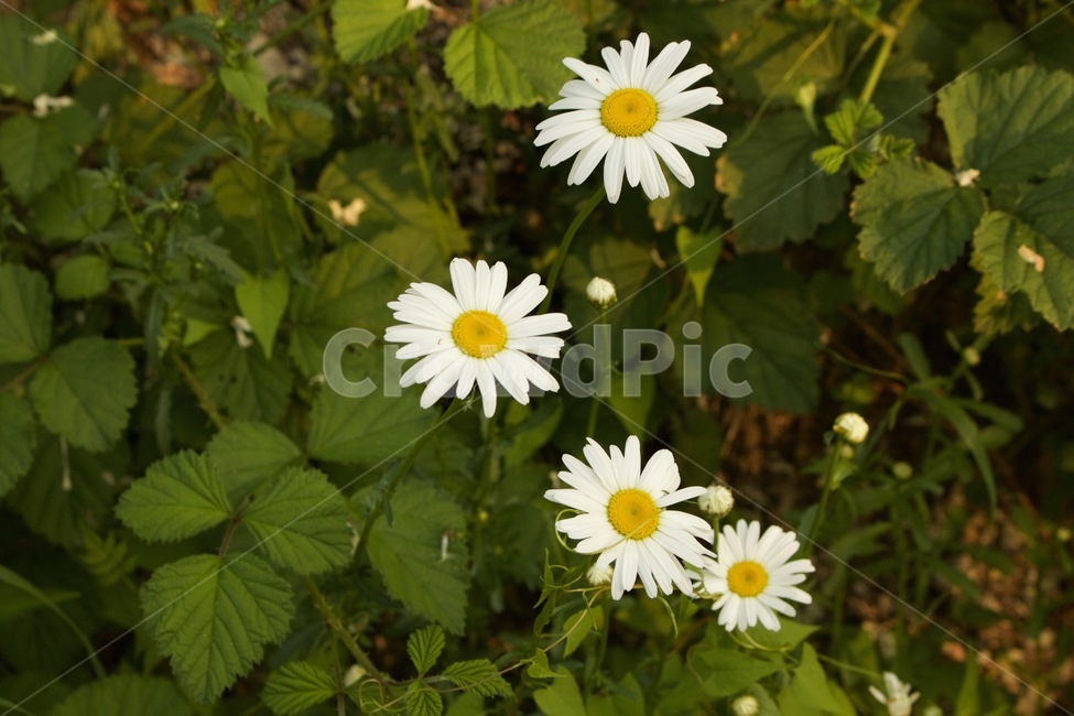식물,들꽃,계란꽃,꽃,데이지,울릉국화,식물,자연,plants,nature,꽃,flower
