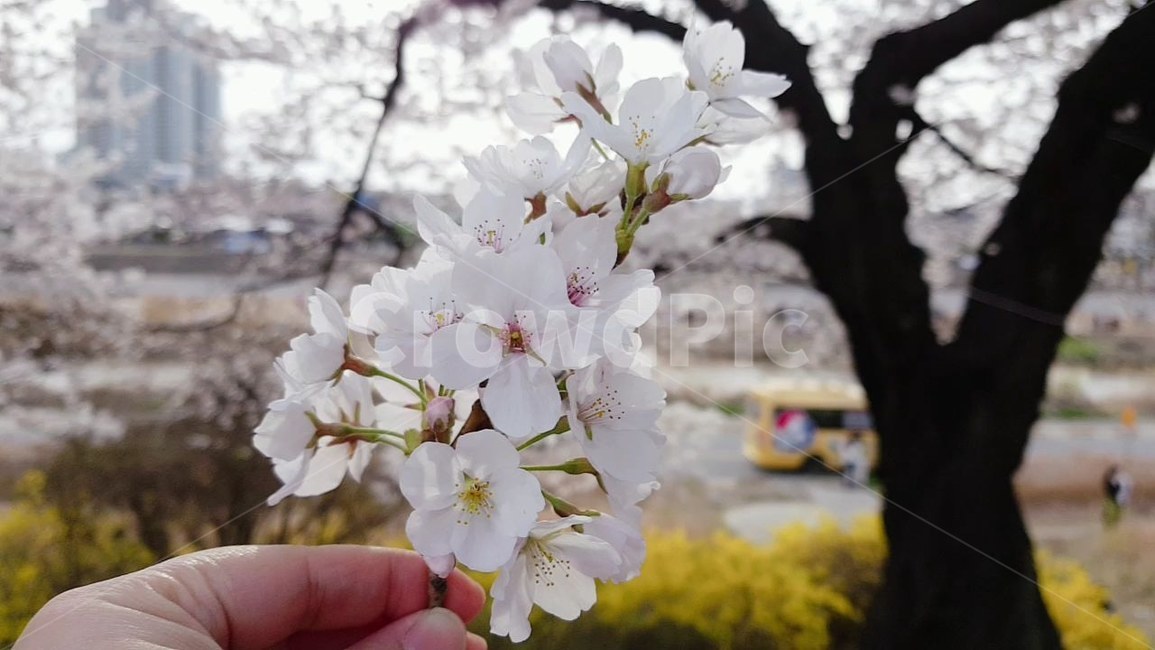 plant,식물,cherryblossom,벚꽃,flower,blossom,꽃,꽃길,사람,person