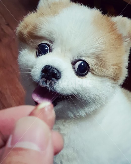 강아지,puppy,pomeranian,dog,포메라니안,반려동물,반려견,동물,animal,동물사진,강아지사진,사람손,신체일부,손,소형견,동물,animal,포유류,mammal,개,강아지,dog,doggy