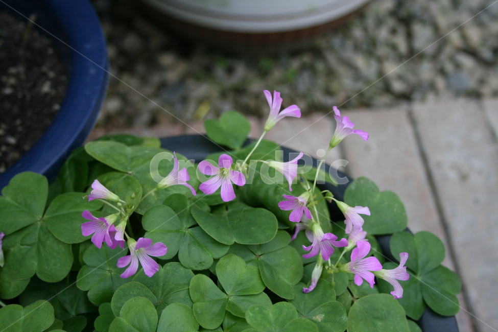 꽃,식물,flower,plant,사랑초,식물,자연,plants,nature,꽃,flower