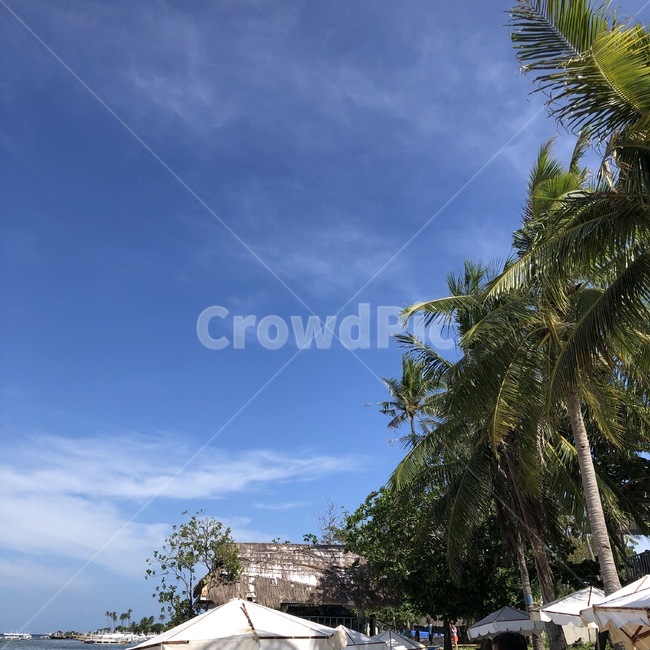 summer,여름,outdoors,옥외,tree,나무,plamtree,야자수,plant,식물,세부,cebu,하늘,구름,sky,blue,색채,색감,color