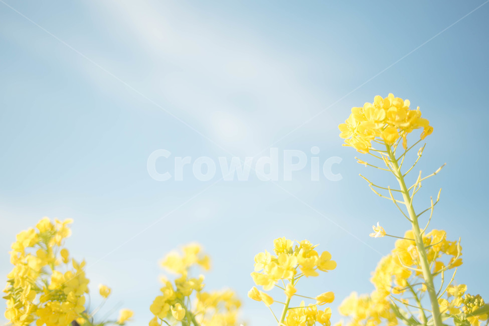 유채꽃,꽃,봄,하늘,구름,노랑,힐링,봄나들이,감성사진,맑음,깨끗함,여유,flower,spring,sky,yellow,식물,봄,계절,spring,season,식물,자연,plants,nature,꽃,flower,감성,sensible,feeling,휴식,힐링,rest,relaxation,healing,색깔,색상,색채,색감,color sense,color sensitivity,feeling of color,plant