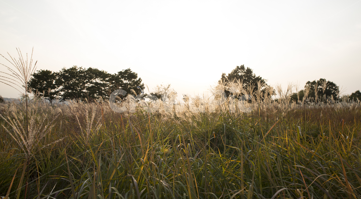 자연풍경,가을,억새,노을,autumn,가을,계절,fall,autumn,season,자연,풍경,nature,landscape,field,들,grassland,목초지,outdoors,옥외,meadow,farm,농장,rural,농촌