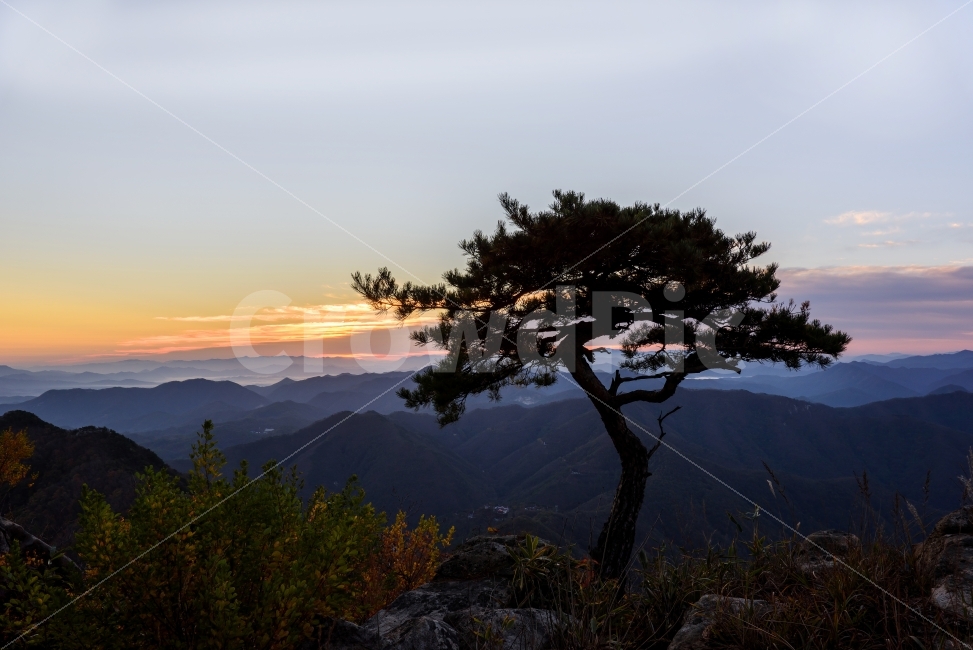 풍경,일출,일출사진,풍경사진,소나무,자연,풍경,nature,landscape,outdoors,옥외