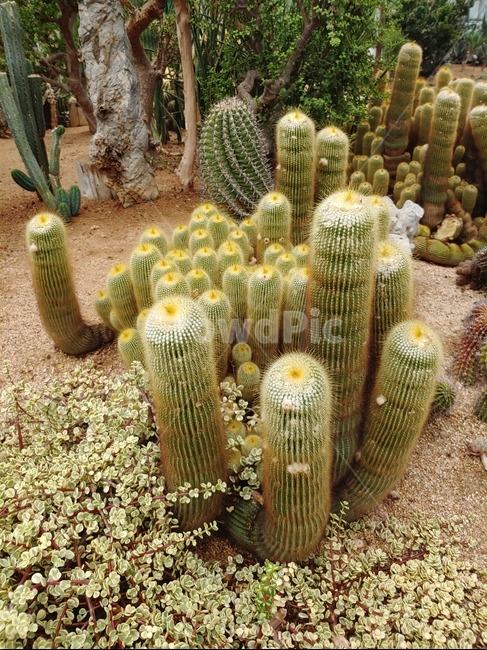 선인장,식물,cactaceae,가시,plant,식물,자연,plants,nature