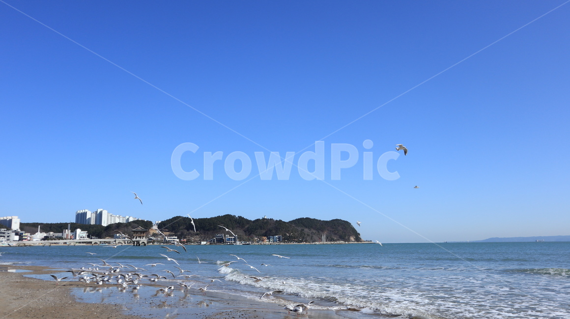 water,물,sea,ocean,대양,nature,자연,outdoors,옥외,land,나라,shoreline,해안선,promontory,곶,갈매기,seagull,파도,바다,영일대,해수욕장,하늘,blue