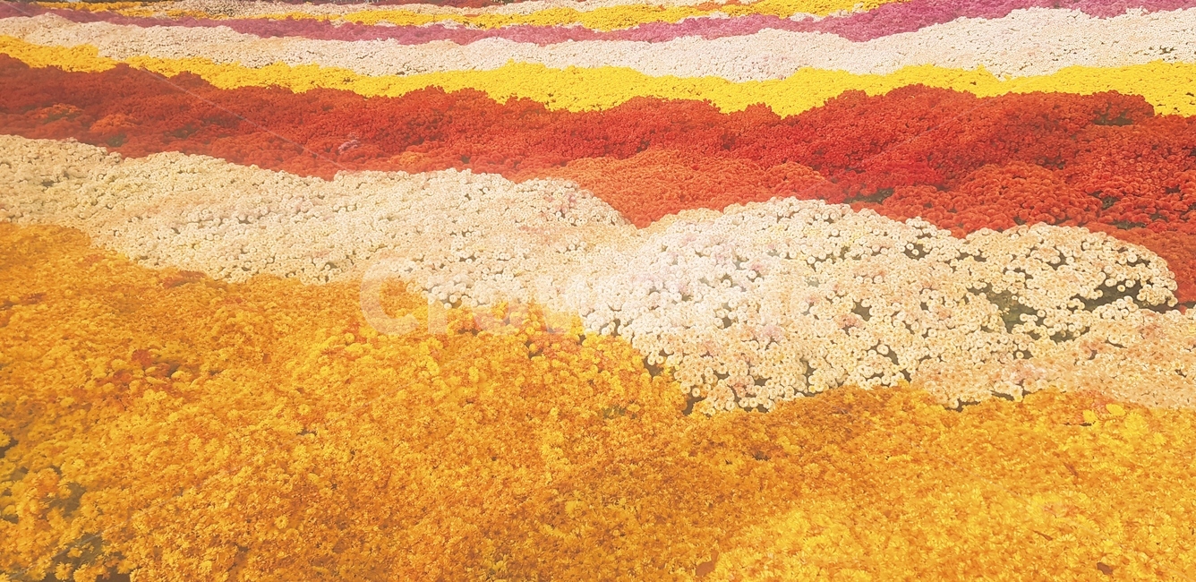 자연,floswe,daisy,꽃,꽃밭,국화,가을,plant,식물,식물,자연,plants,nature,꽃,flower