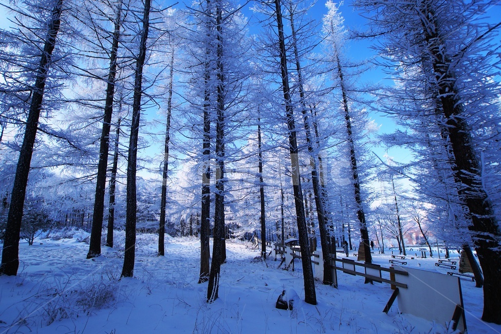 함백산,만항재,설경,풍경,겨울,겨울,계절,winter,season,자연,풍경,nature,landscape,tree,나무,plant,식물