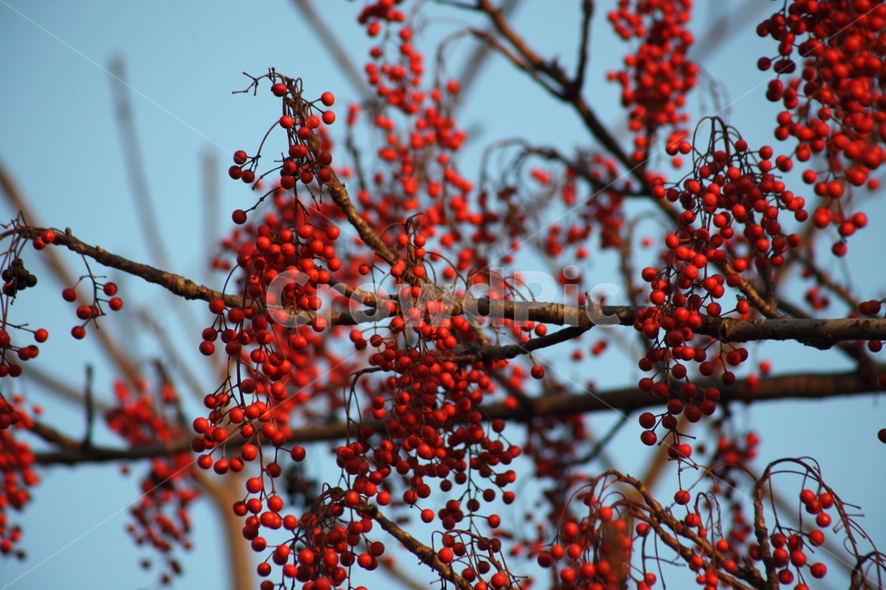열매,종자,번식,식물,seed,plant