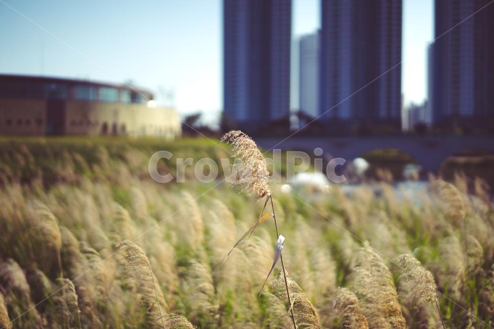 풀,들풀,꽃,봄,가을,자연,계절,가을,계절,fall,autumn,season,식물,자연,plants,nature,plant,grass,잔디,lawn,reed,갈대