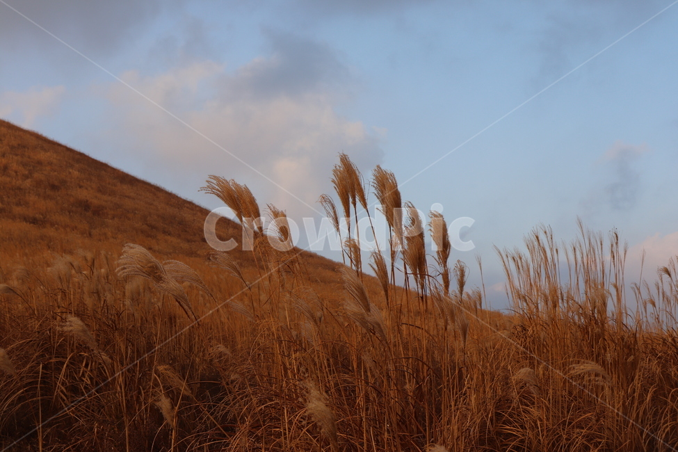 갈대,풍경,갈대밭,감성,자연,가을,계절,fall,autumn,season,자연,풍경,nature,landscape,grass,잔디,plant,식물