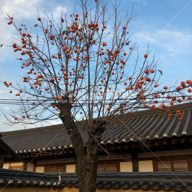 감,감나무,풍경,자연,tree,persimmontree,가을,힐링,감성,healing,autumn,leave,fall