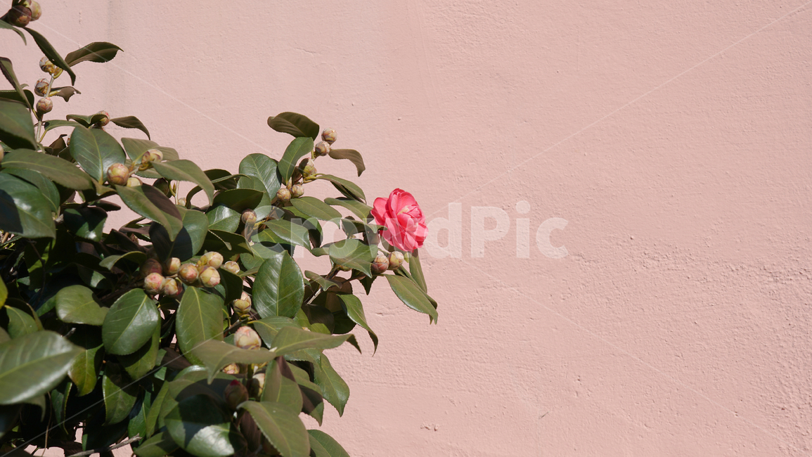 plant,식물,꽃,flower,동백,동백꽃,겨울,겨울꽃,핑크,pink,babypink,겨울식물,camellia
