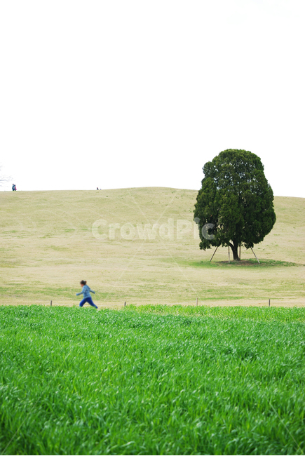 봄,나들이,나무,들판,공원,자연,여름,계절,아이들,평화로움,바람,spring,tree,feild,park,nature,summer,season,children,peaceful,자연,풍경,nature,landscape,식물,plants,나무,trees,wood,사람,인물,인간,human,person,어린이,어린아이,child,children,kid,plant,grass,잔디