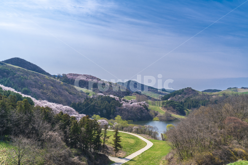 서산,용비,용비저수지,벚꽃,서산용유지