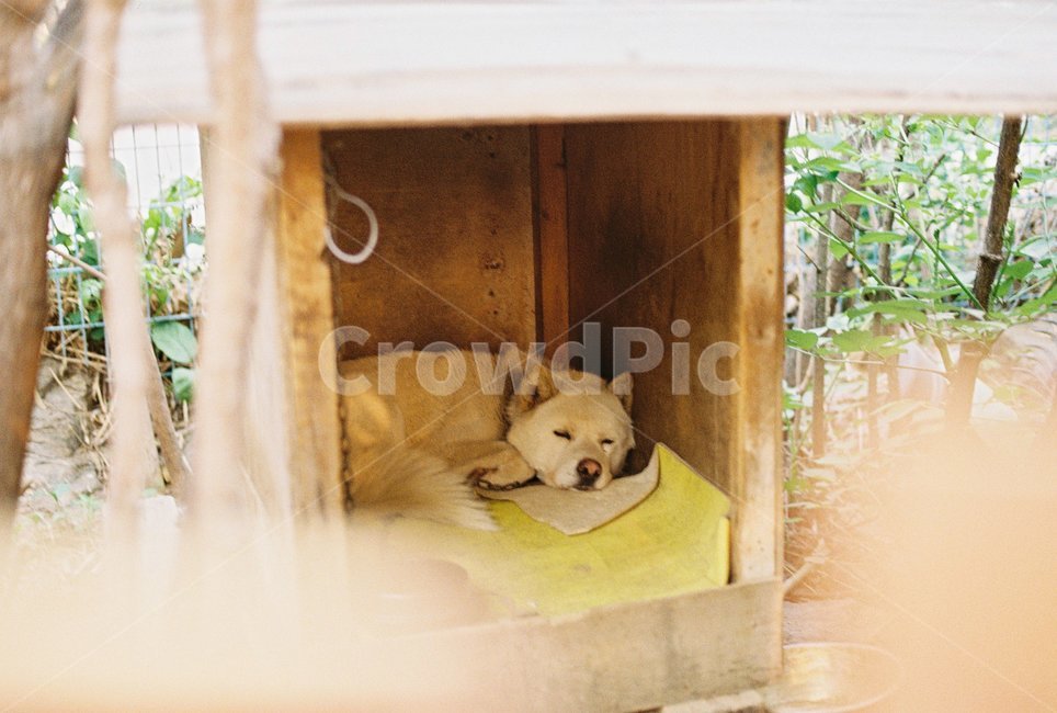 진돗개,개,강아지,동물,dog,동물,animal,포유류,mammal,개,강아지,dog,doggy