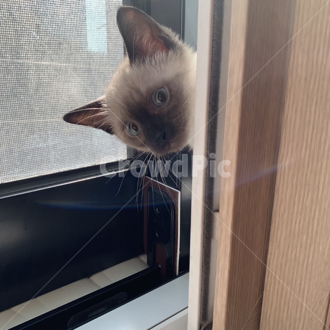 동물,고양이,반려묘,귀여워,샴