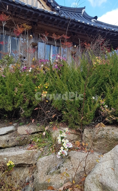 들꽃,기와,휴식,힐링,국화,식물,자연,plants,nature,꽃,flower
