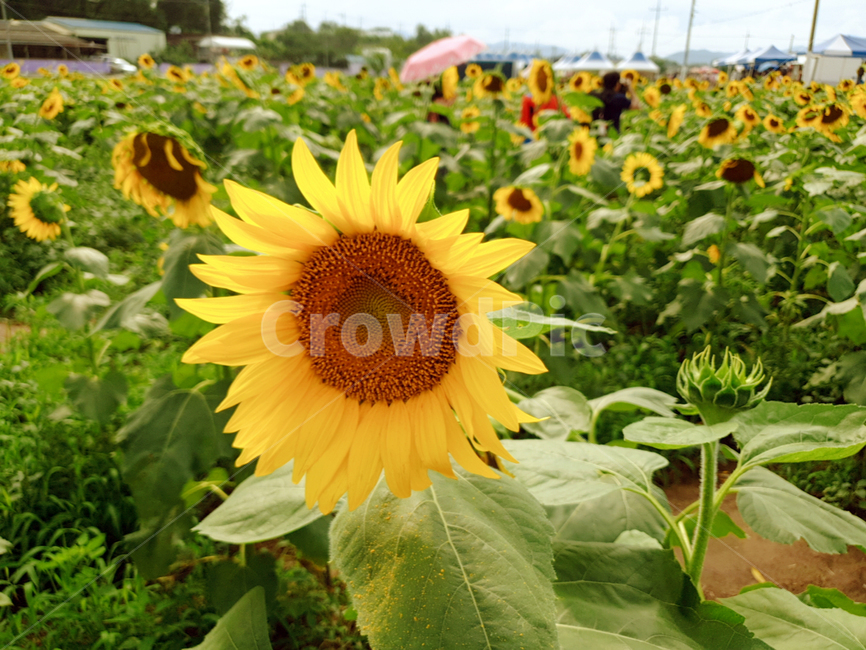 해바라기,꽃,식물,flower,sunflower,자연,꽃밭,식물,자연,plants,nature,꽃,flower