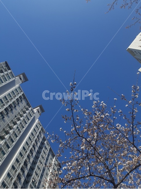 봄,벚꽃,하늘,꽃,풍경,도시,풍경,city,landscape,building,건물,office building,사무실 건물
