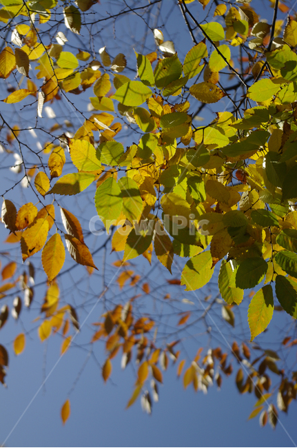 나무,가을,잎,식물,plant,가을,계절,fall,autumn,season,식물,자연,plants,nature,leaf,tree