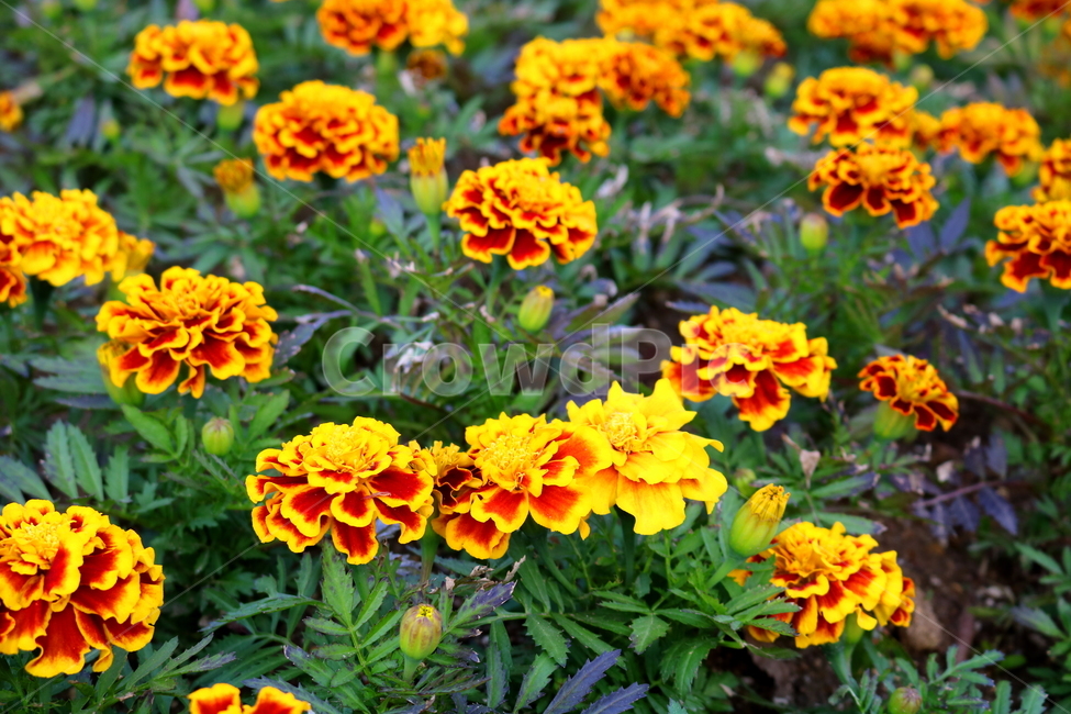 메리골드,메리골드꽃,꽃,식물,국화과,관상용,원예,식물,자연,plants,nature,꽃,flower