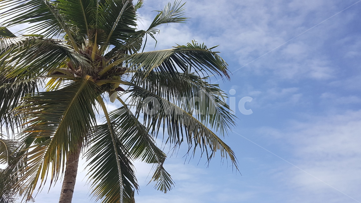 야자수,여름,해외,여름휴가,맑음,자연,풍경,nature,landscape,summer,palm tree,tree,나무,plant,식물