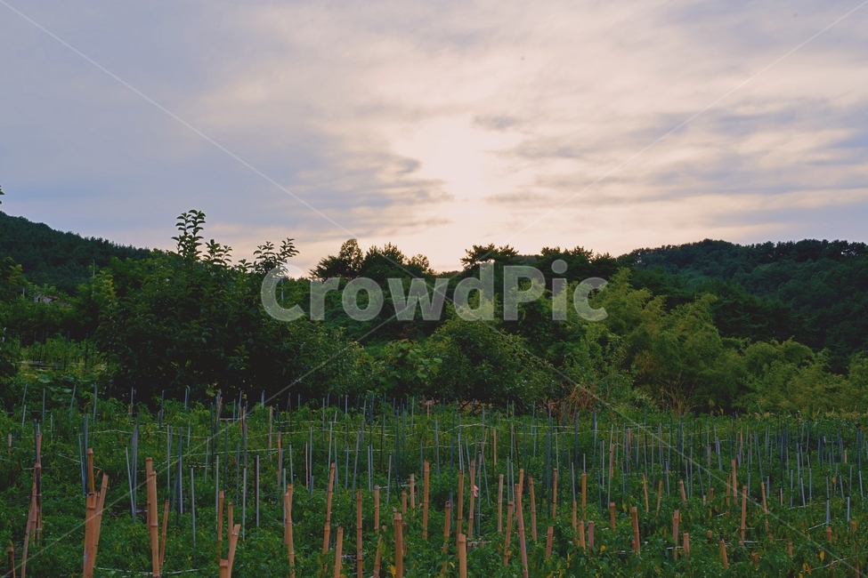 남해,석양,자연,시골,하늘,sky,nature,sunset