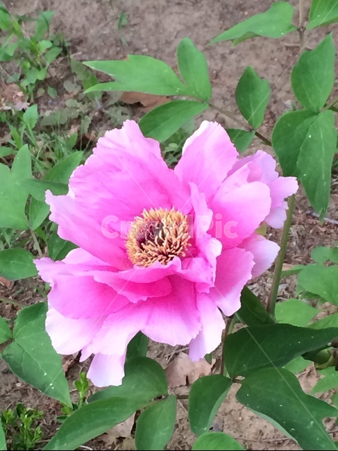 꽃,핑크,작약,봄꽃,잎사귀,pink,flower,spring,식물,자연,plants,nature,꽃,flower