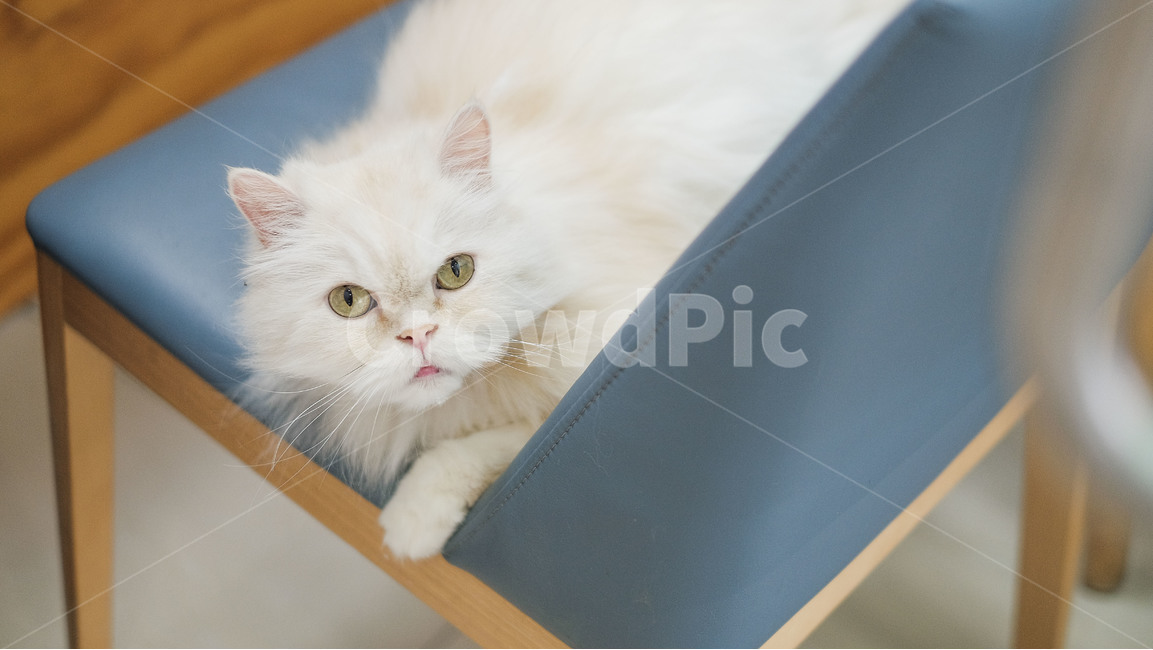 고양이,야옹이,야옹,길고양이,집고양이,동물,animal,포유류,mammal,고양이,cat,kitten,kitty