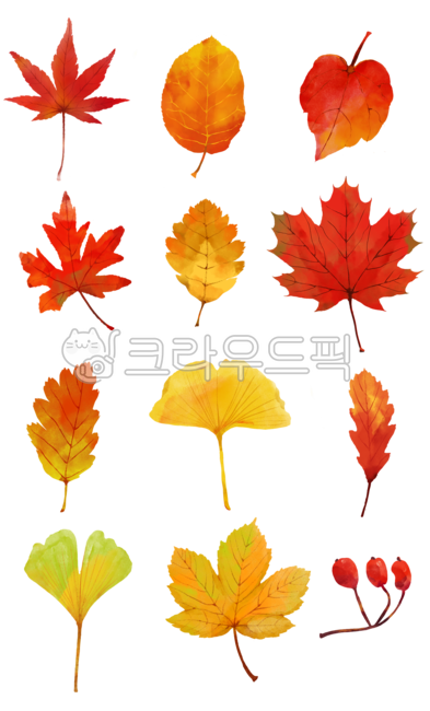 단풍,단풍잎,단풍나무,단풍일러스트,가을일러스트,단풍그림,나뭇잎,은행나무,leaf,잎,plant,식물,식물그림