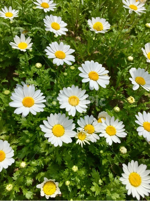 꽃,봄꽃,식물,흰꽃,flower,nature,식물,자연,plants,nature,꽃,flower