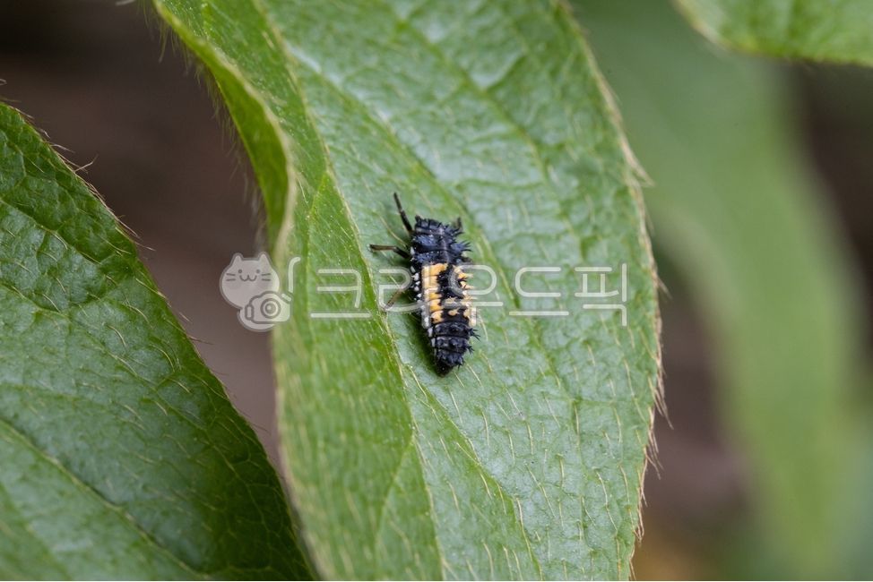 무당벌레,무당벌레유충,ladybugs,ladybird,딱정벌레