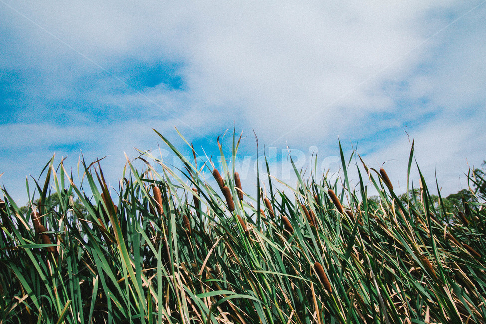 부들,속씨식물,외떡잎식물,부들목,typhaorientalis,latifolia,angustata,cattail,reedmace,bulrush,tphacaea,corndoggrass,갈색타원형식물,여러해살이풀