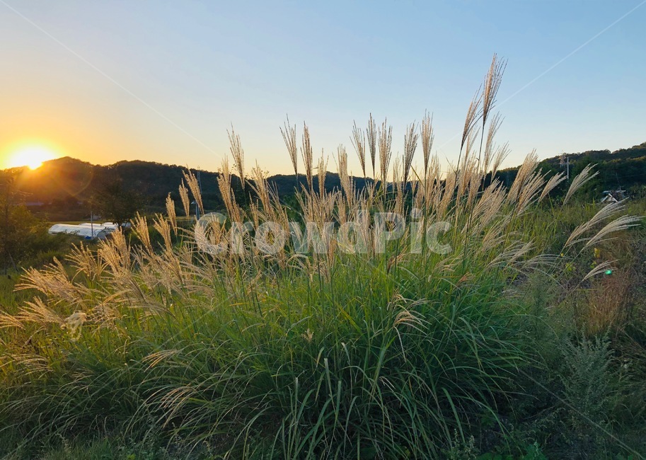 자연,억새,시골,노을,일몰,산,풀