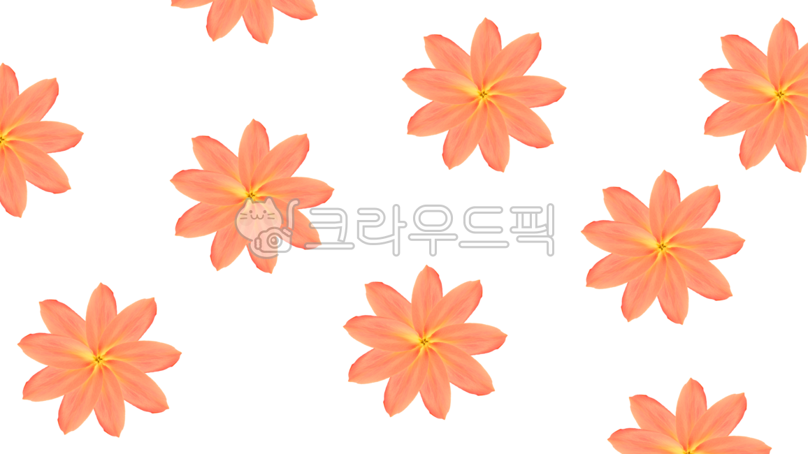 꽃배경,꽃잎배경,꽃,꽃잎,꽃png,png,꽃일러스트,꽃소스,꽃잎소스,봄,식물,식물png,꽃잎png,flower,plant,분홍꽃,누끼,꽃누끼,꽃잎누끼,배경소스,배경화면,배경일러스트,꽃무늬,무늬배경,자연,배경,디자인,표지,카드,백그라운드