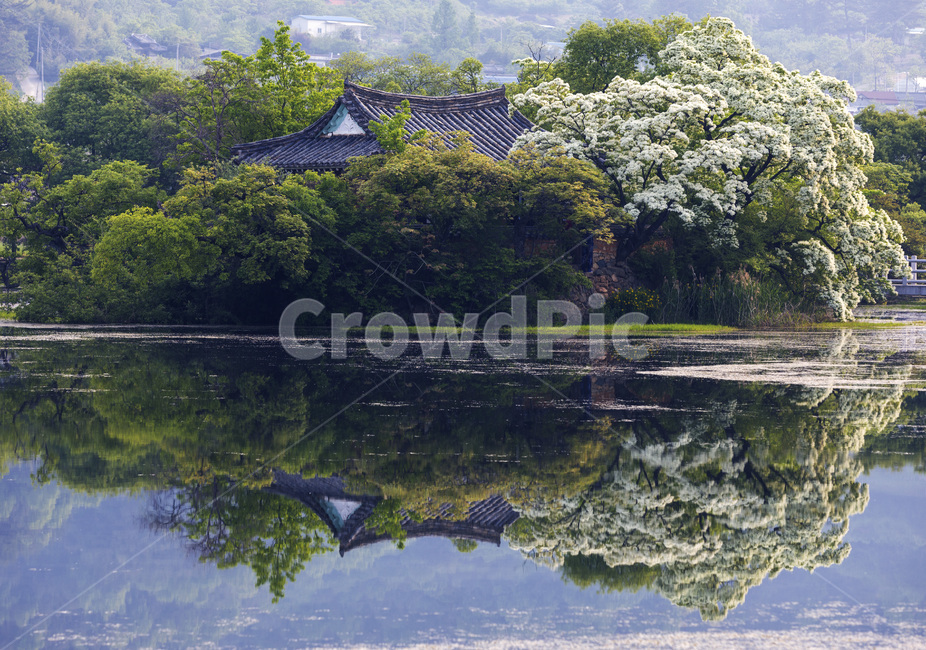 위양지,이팝나무,반영,풍경,자연,나무,자연,풍경,nature,landscape,한국자연풍경,한국자연경관,korea nature landscape,water,물,outdoors,옥외,land,땅
