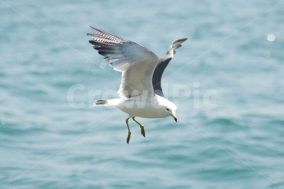 갈매기,바다,도비도,새,서해바다,동물,animal,조류,새,birds