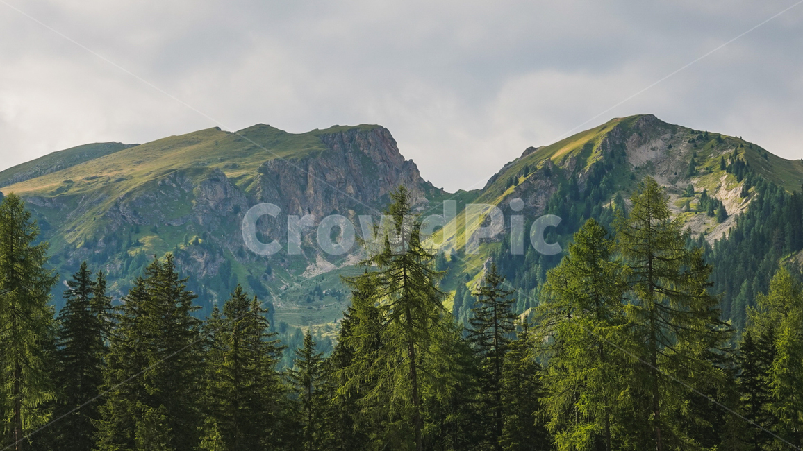 숲,나무,침엽수,돌로미티산맥,산맥,삼림욕,자연,풍경,nature,landscape,해외,외국,세계,foreign,oversea,world,세계자연풍경,해외자연풍경,외국자연풍경,world nature landscape,plant,식물,tree,abies,아비,fir,전나무