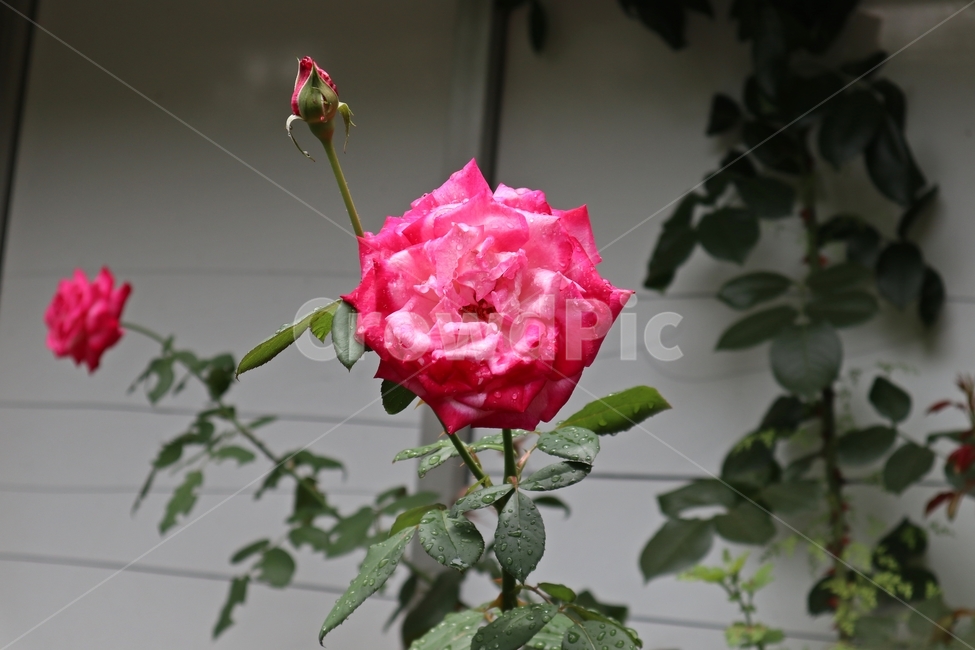 꽃,장미,분홍,핑크,rose,fresh