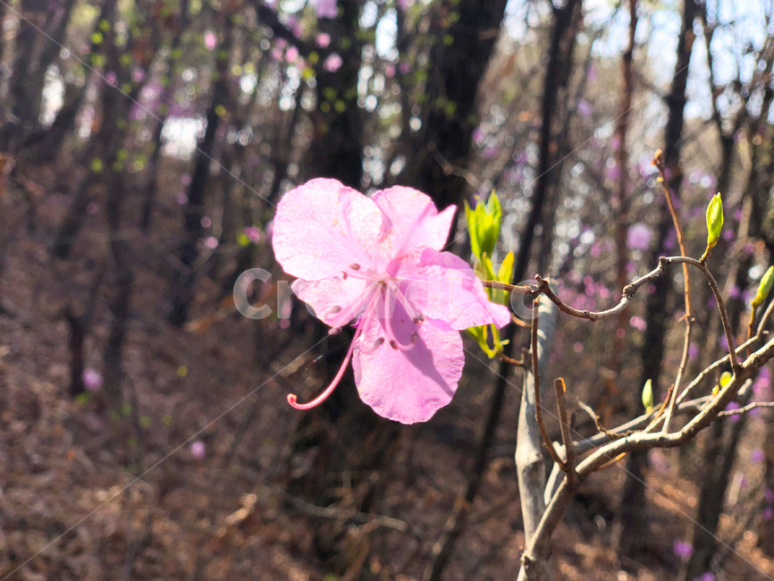 진달래,azalea,철쭉,산,봄,springflower,봄꽃