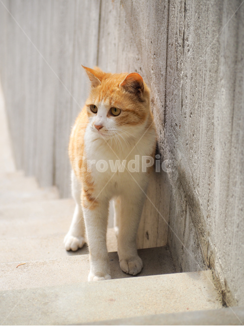 고양이,길고양이,동물,털,봄,따스한,따뜻한,포근한,귀여운,인형같은,동물,animal,포유류,mammal,고양이,cat,kitten,kitty