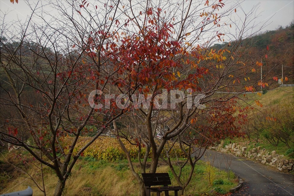 자연,나무,하늘,nature,frees,sky,길,산,초록,green,단풍,낙엽,나뭇가지,red,가을,계절,fall,autumn,season,tree,plant,식물
