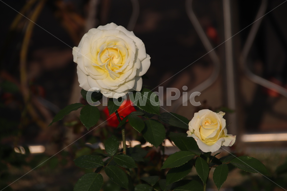 장미꽃,장미,꽃,자연,풍경,이곡장미공원,식물,자연,plants,nature,꽃,flower